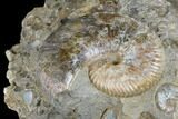 2.65" Iridescent Ammonite (Hoploscaphites) - South Dakota - #180844-2